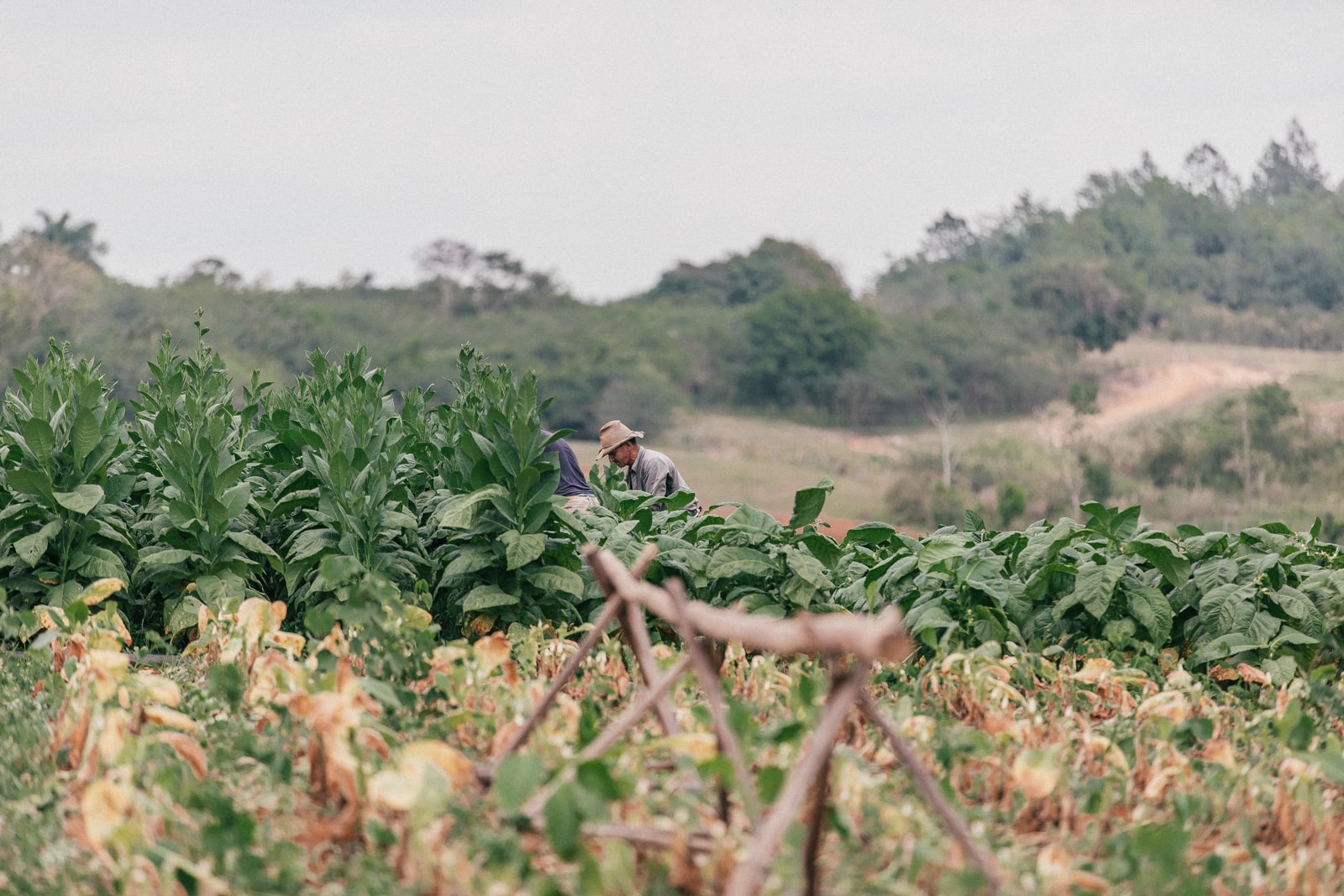 vinales cuba blog voyage