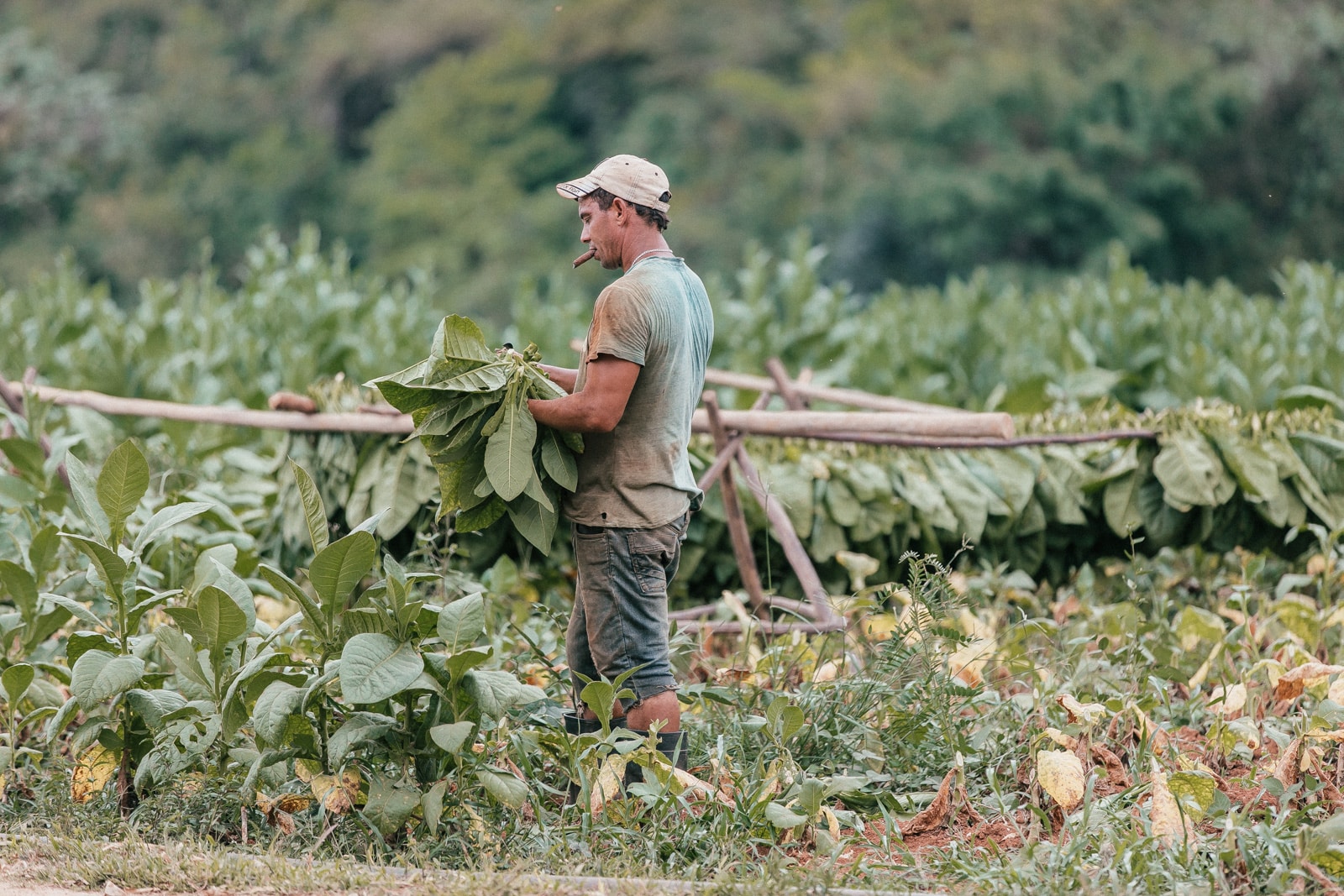 ID5A8436 - Que faire à Vinales : activités et conseils